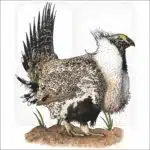 Greater-Sage Grouse illustration