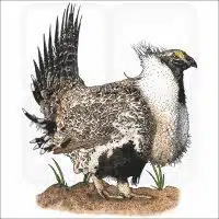 Greater-Sage Grouse illustration