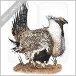 Greater-Sage Grouse stock image