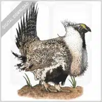 Greater-Sage Grouse stock image