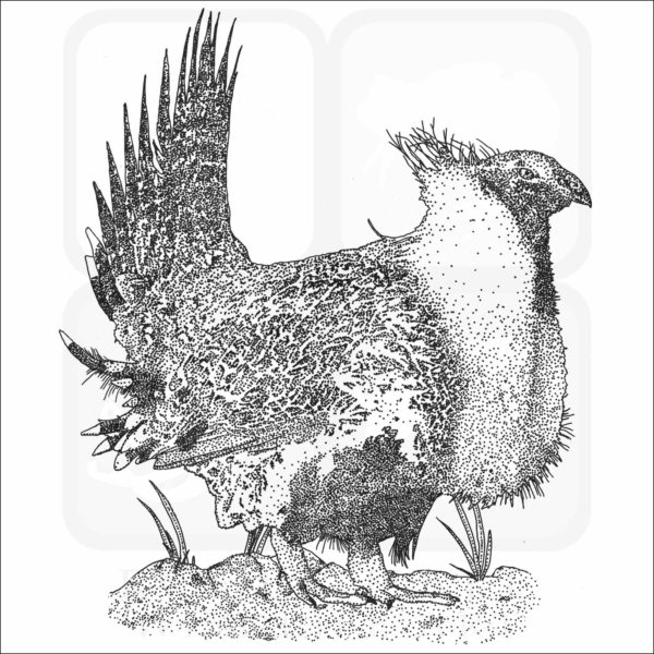 Greater-Sage Grouse