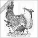 Greater-Sage Grouse