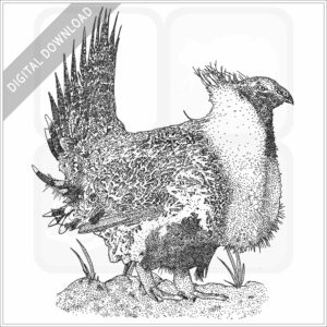Greater-Sage Grouse