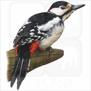 Greater Spotted Woodpecker illustration