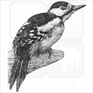 Greater Spotted Woodpecker