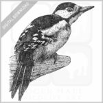 Greater Spotted Woodpecker