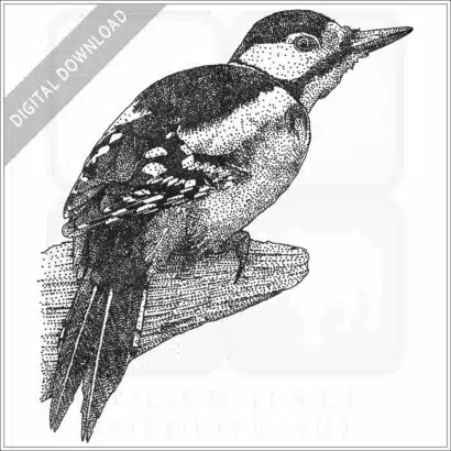 Greater Spotted Woodpecker