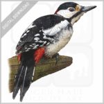 Greater Spotted Woodpecker stock image