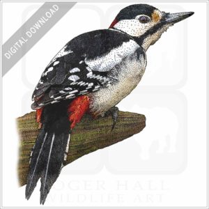 Greater Spotted Woodpecker stock image