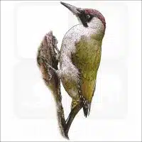 European Green Woodpecker illustration