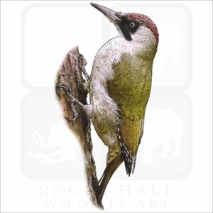 European Green Woodpecker illustration