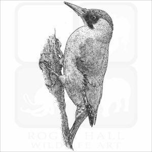 European Green Woodpecker