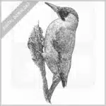 European Green Woodpecker