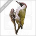 European Green Woodpecker stock image