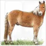 Haflinger Horse illustration