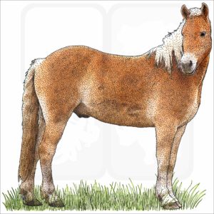 Haflinger Horse illustration