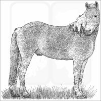 Haflinger Horse