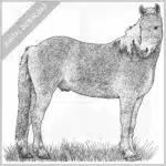 Haflinger Horse