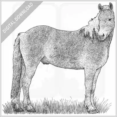 Haflinger Horse