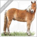 Haflinger Horse stock image