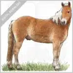Haflinger Horse stock image