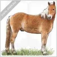 Haflinger Horse stock image