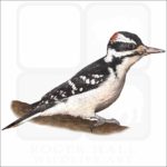 Hairy Woodpecker illustration