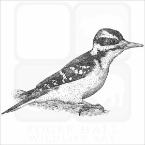 Hairy Woodpecker