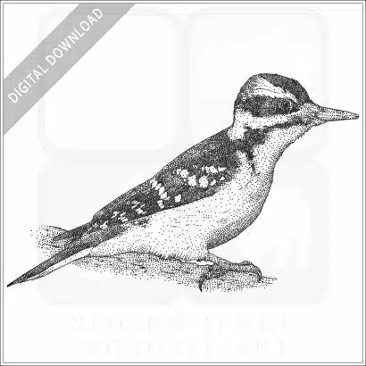 Hairy Woodpecker