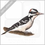 Hairy Woodpecker stock image