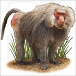Hamadryas Baboon illustration