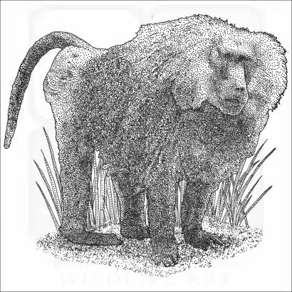 Hamadryas Baboon