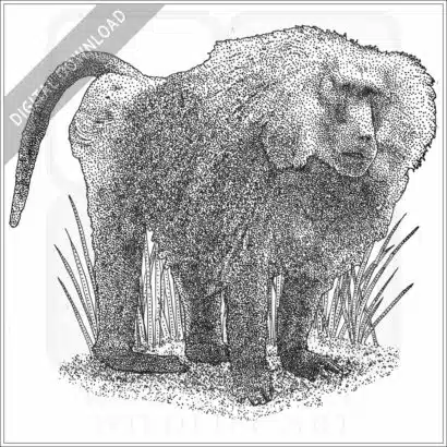 Hamadryas Baboon