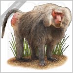 Hamadryas Baboon stock image