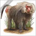 Hamadryas Baboon stock image