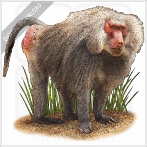 Hamadryas Baboon stock image