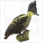Heart-Spotted Woodpecker illustration
