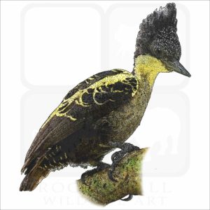 Heart-Spotted Woodpecker illustration