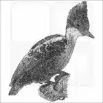 Heart-Spotted Woodpecker