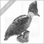Heart-Spotted Woodpecker