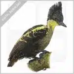Heart-Spotted Woodpecker stock image