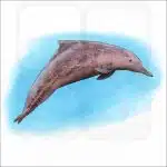 Indo-Pacific Humpback Dolphin illustration