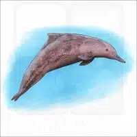Indo-Pacific Humpback Dolphin illustration