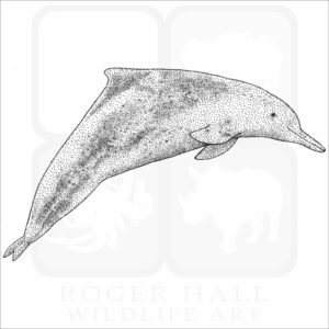 Indo-Pacific Humpback Dolphin