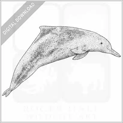 Indo-Pacific Humpback Dolphin