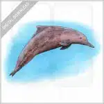 Indo-Pacific Humpback Dolphin stock image