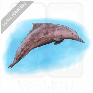 Indo-Pacific Humpback Dolphin stock image