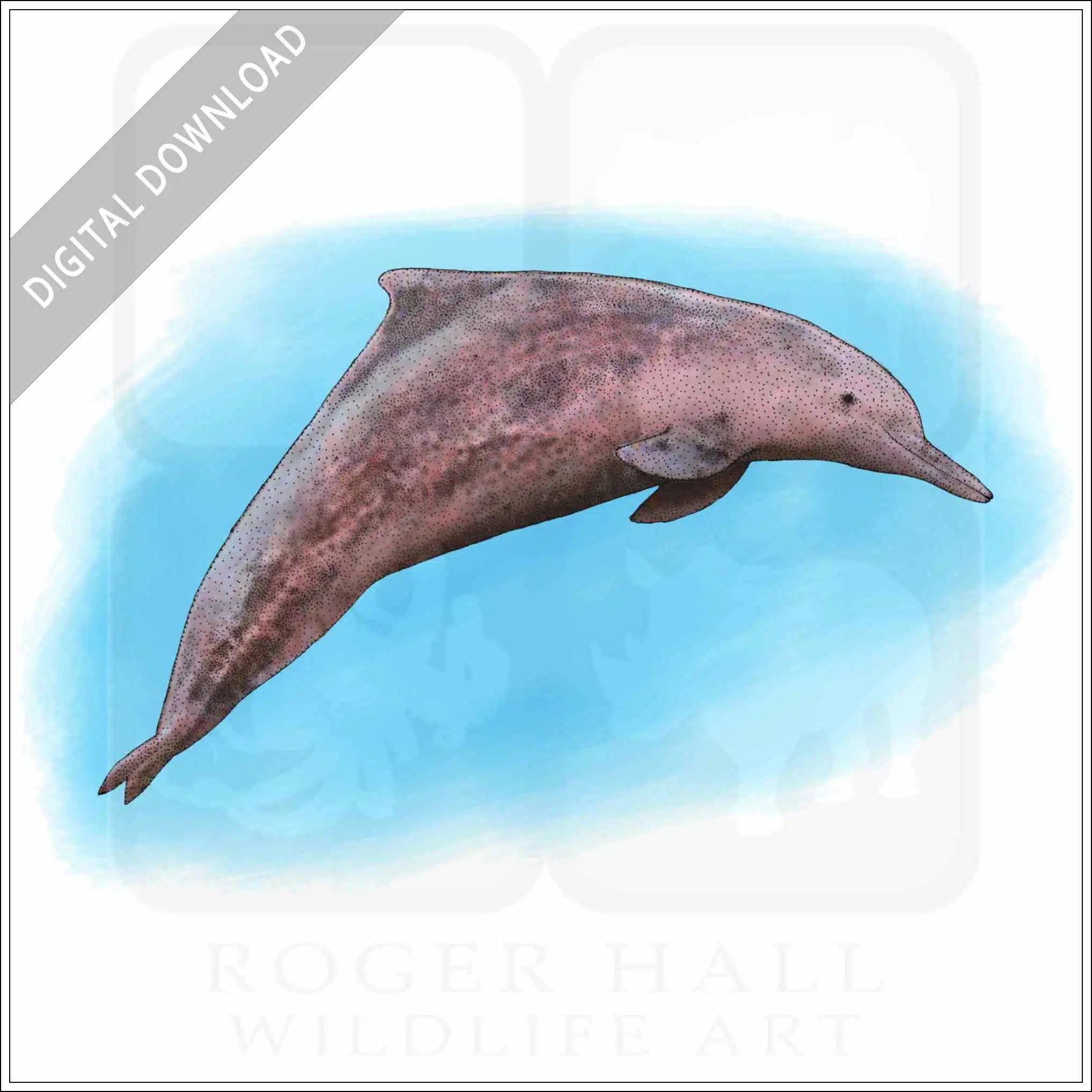 Indo-Pacific Humpback Dolphin Indo-Pacific Humpback Dolphin stock image