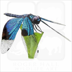 Jewel Flutterer Dragonfly illustration