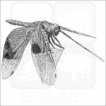 Jewel Flutterer Dragonfly